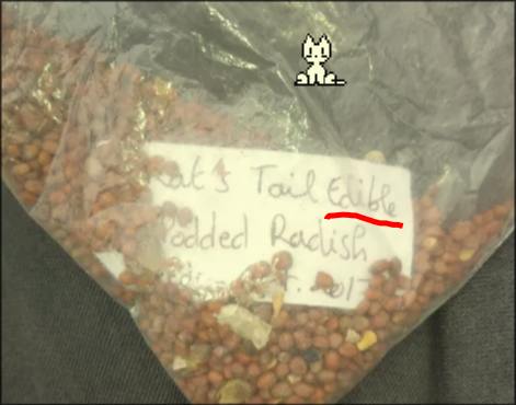 seeds